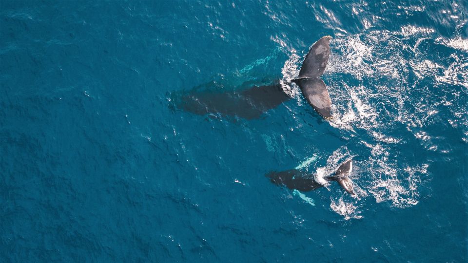 Kaikoura: 40-Minute Whale Watching Flight With Commentary - Traveler Types and Ratings