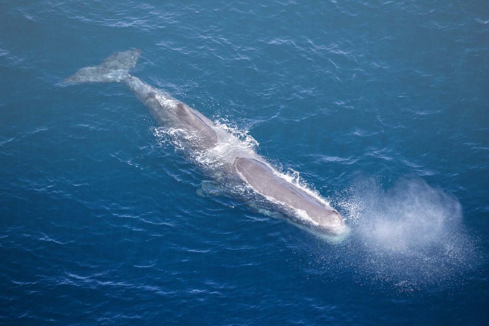 Kaikoura: 45-Minute Whale Watching Helicopter Tour - Experience Description