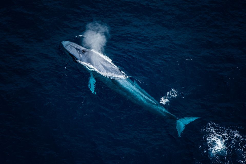 Kaikoura: 45-Minute Whale Watching Helicopter Tour - Additional Information