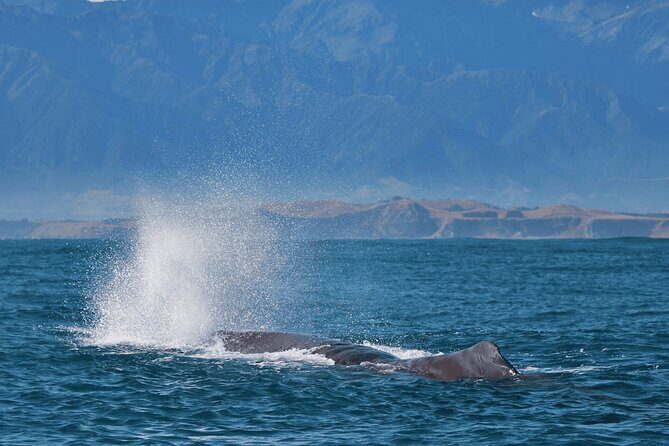Kaikoura Day Trip including Whale Watch from Christchurch - Authentic Traveler Perspectives