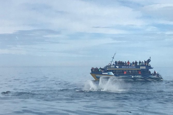 Kaikoura Day Trip - Whales Encounter - Pickup and Meeting Locations