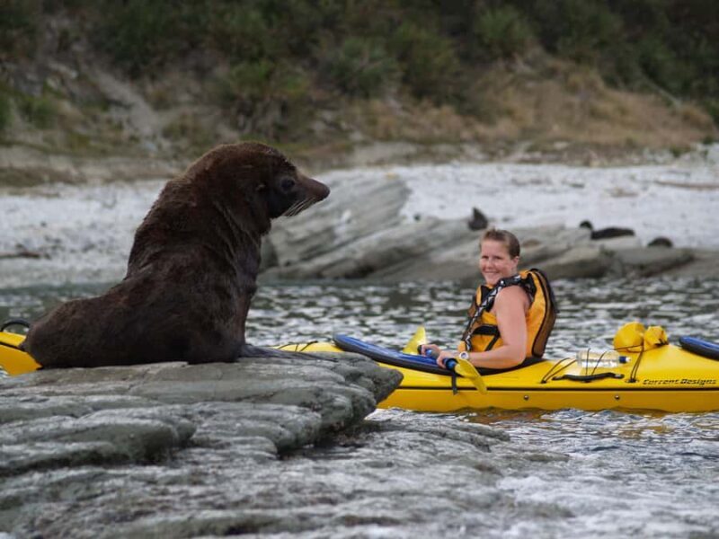 Kaikoura: Half-Day Wildlife Kayaking Tour - The Experience in Detail