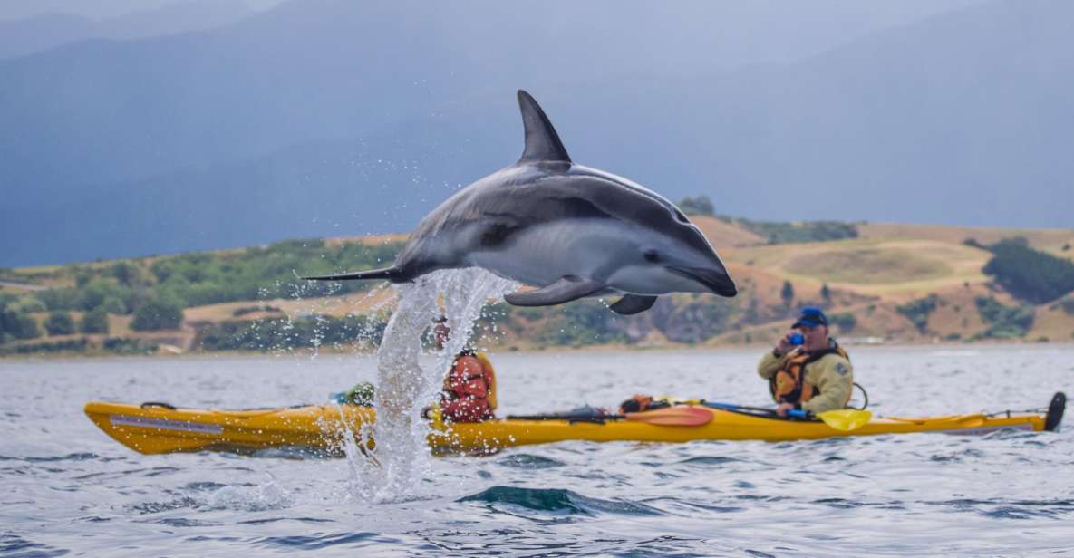 Kaikoura: Half-Day Wildlife Kayaking Tour - Key Points