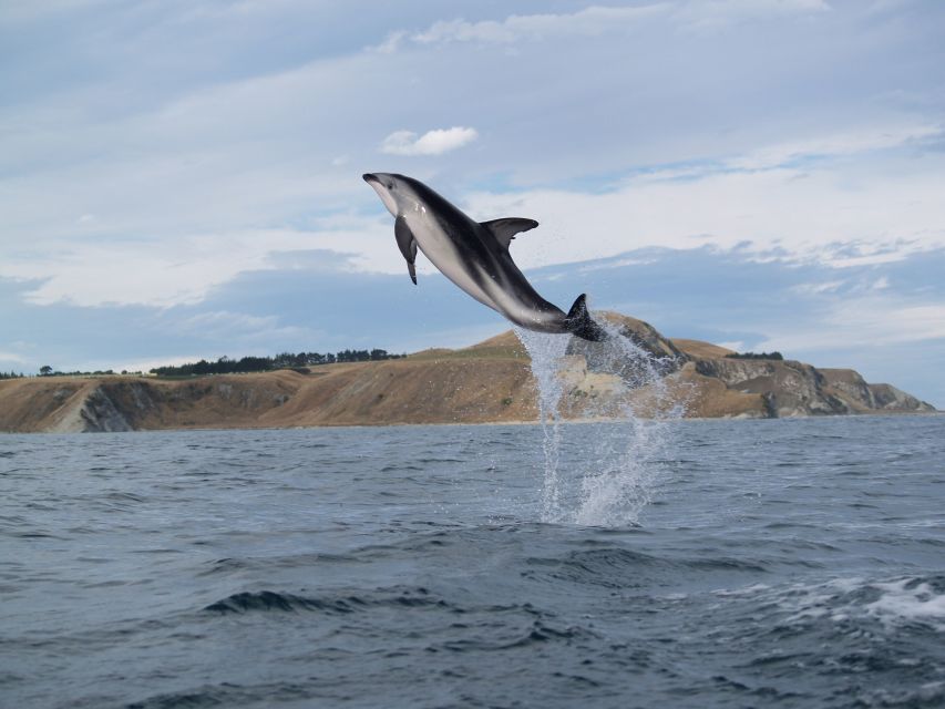 Kaikoura: Half-Day Wildlife Kayaking Tour - Pricing and Duration