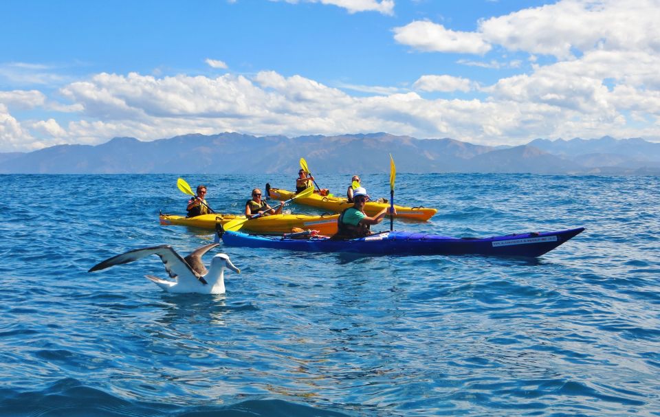 Kaikoura: Half-Day Wildlife Kayaking Tour - Tour Highlights