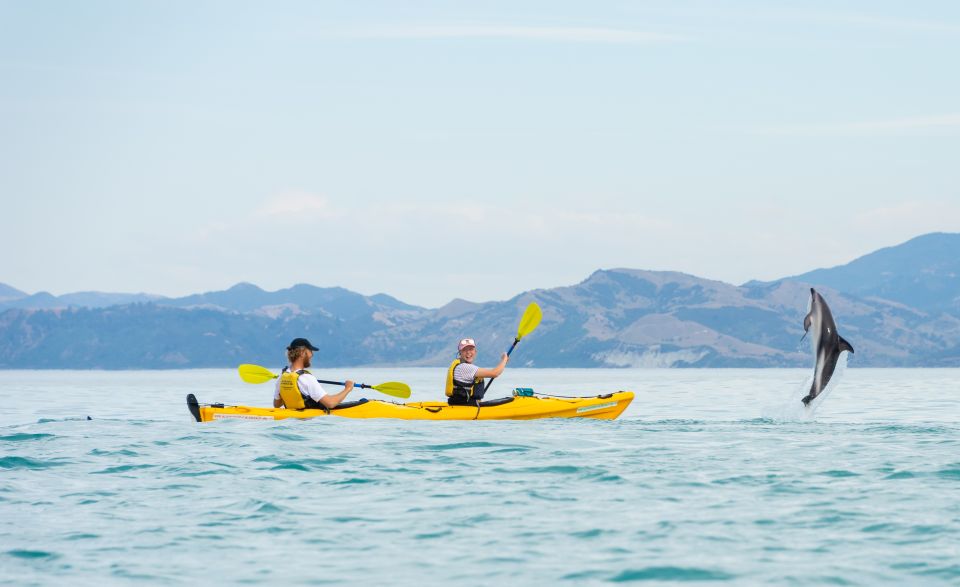 Kaikoura: Half-Day Wildlife Kayaking Tour - Inclusions and Exclusions