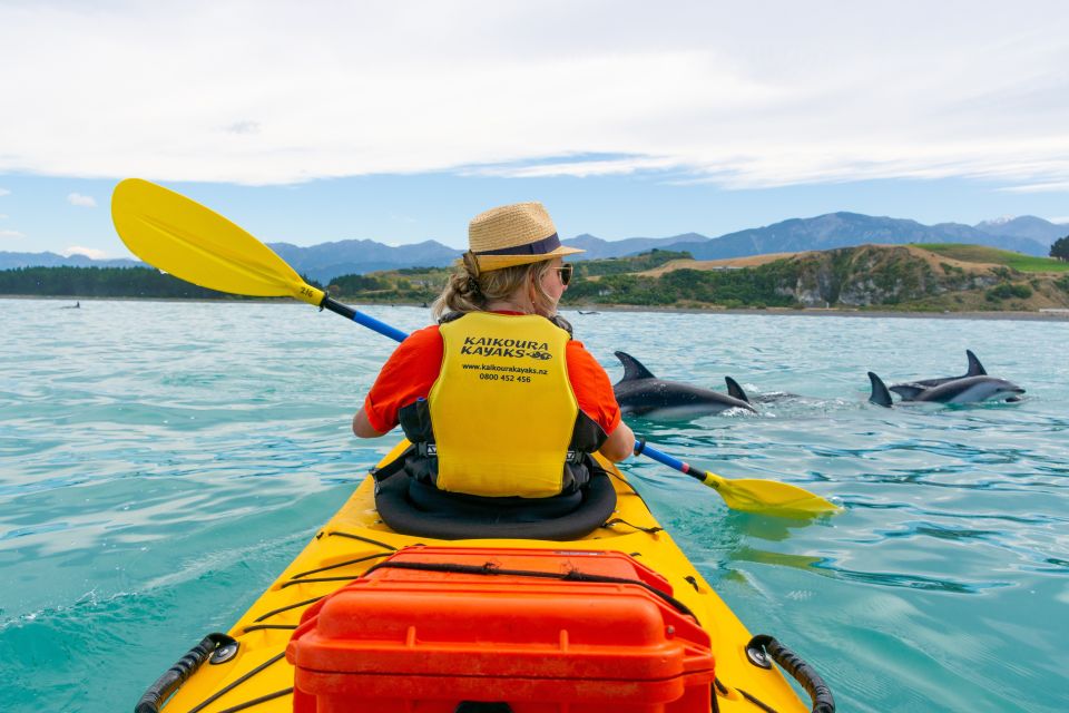 Kaikoura: Half-Day Wildlife Kayaking Tour - Experience Description