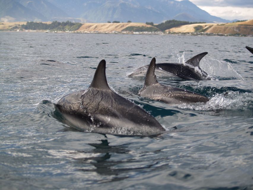 Kaikoura: Half-Day Wildlife Kayaking Tour - Frequently Asked Questions
