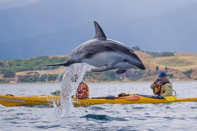 Kaikoura Kayaking Adventure Small Group Tour from Christchurch - Key Points