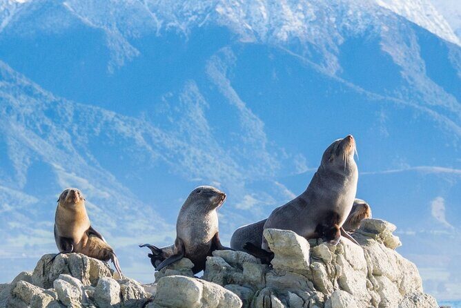 Kaikoura Kayaking Adventure Small Group Tour from Christchurch - An In-depth Look at the Experience
