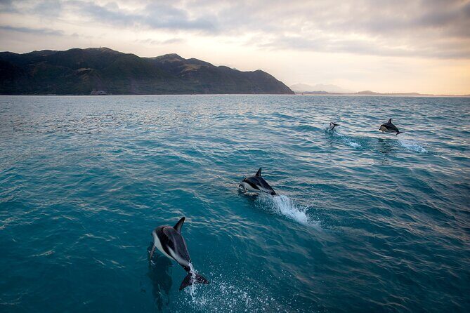 Kaikoura Kayaking Adventure Small Group Tour from Christchurch - Frequently Asked Questions