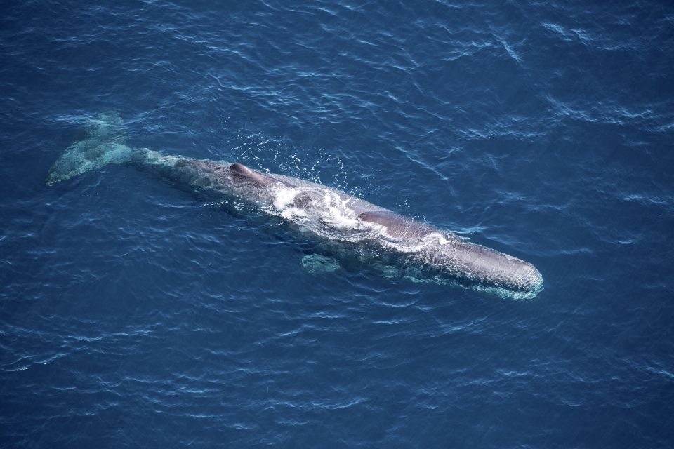 Kaikoura: Premium Whale Watching Flight - Experience Description