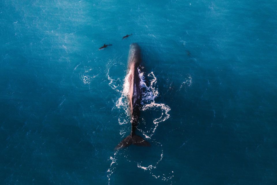 Kaikoura: Premium Whale Watching Flight - Inclusions