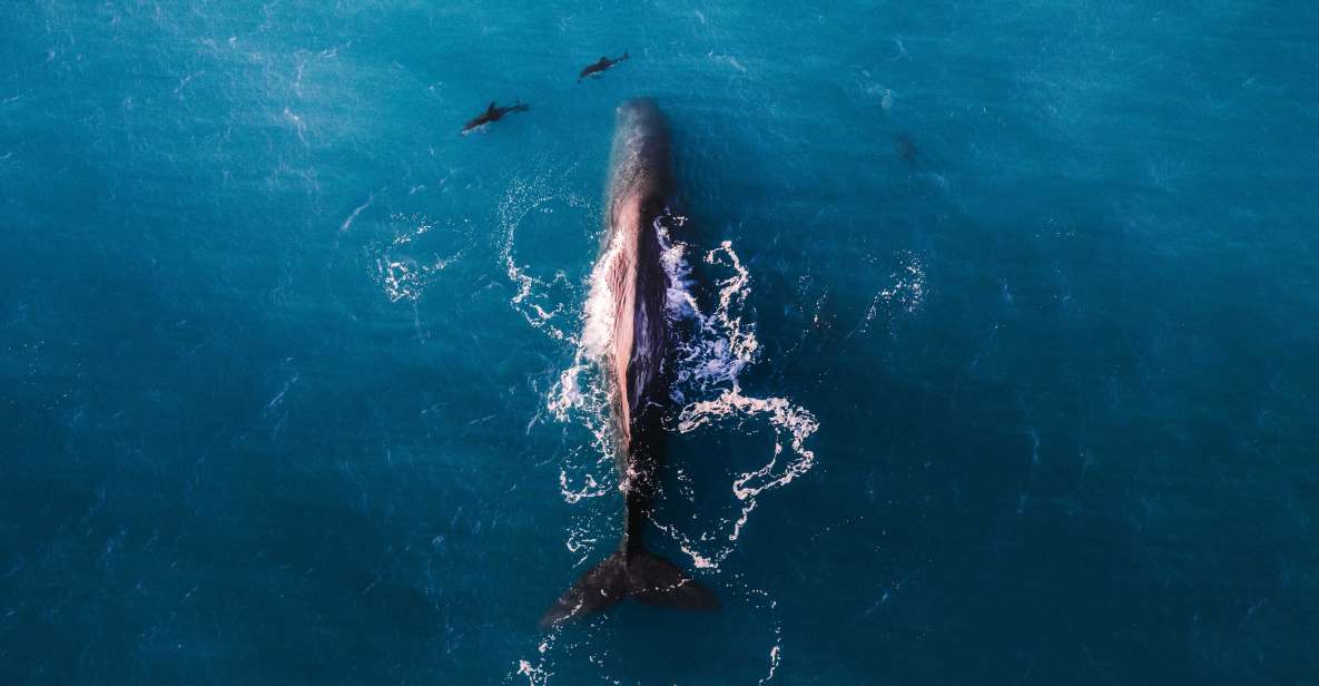 Kaikoura: Premium Whale Watching Flight - Meeting Point and Information