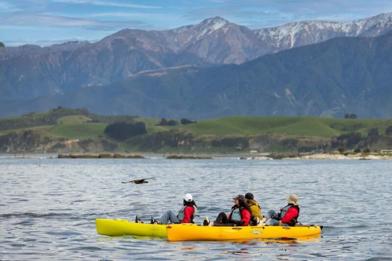 Kaikoura: Private Guided Kayak Tour with Seals - An In-Depth Look at the Kaikoura Kayak Tour