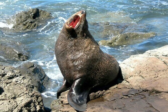 Kaikoura Private Whale Watching Day Trip from Christchurch - FAQs