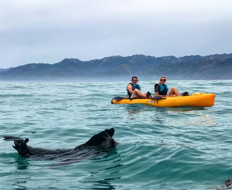 Kaikoura: Seal-Watching Pedal Kayak Tour - Important Information for Participants