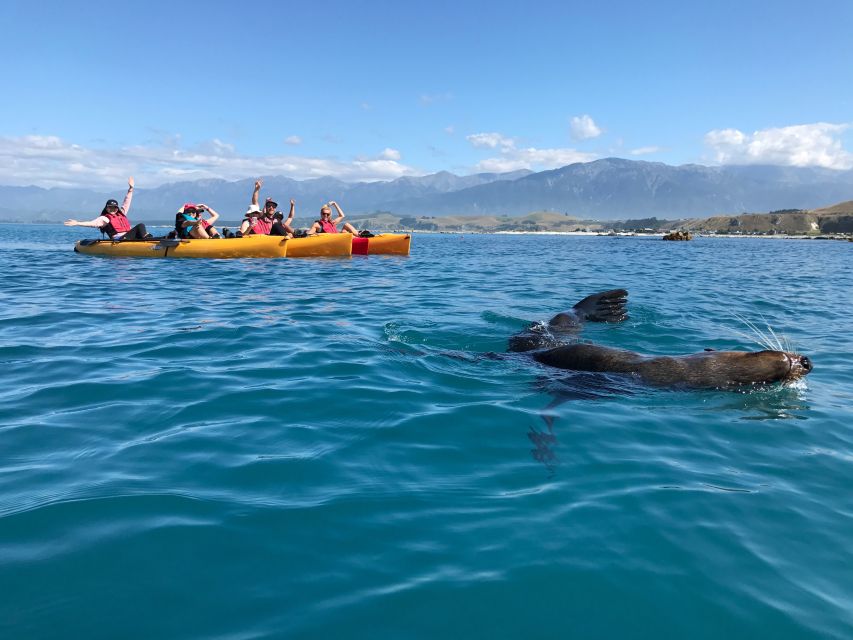 Kaikoura: Seal-Watching Pedal Kayak Tour - Customer Reviews and Ratings