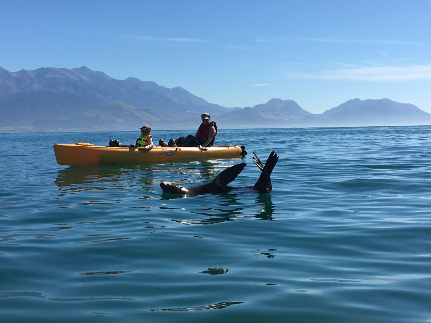 Kaikoura: Seal-Watching Pedal Kayak Tour - Meeting Point and Directions