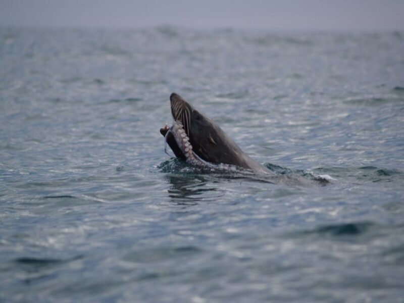 Kaikoura: Sunset Evening Kayaking Tour - The Sum Up