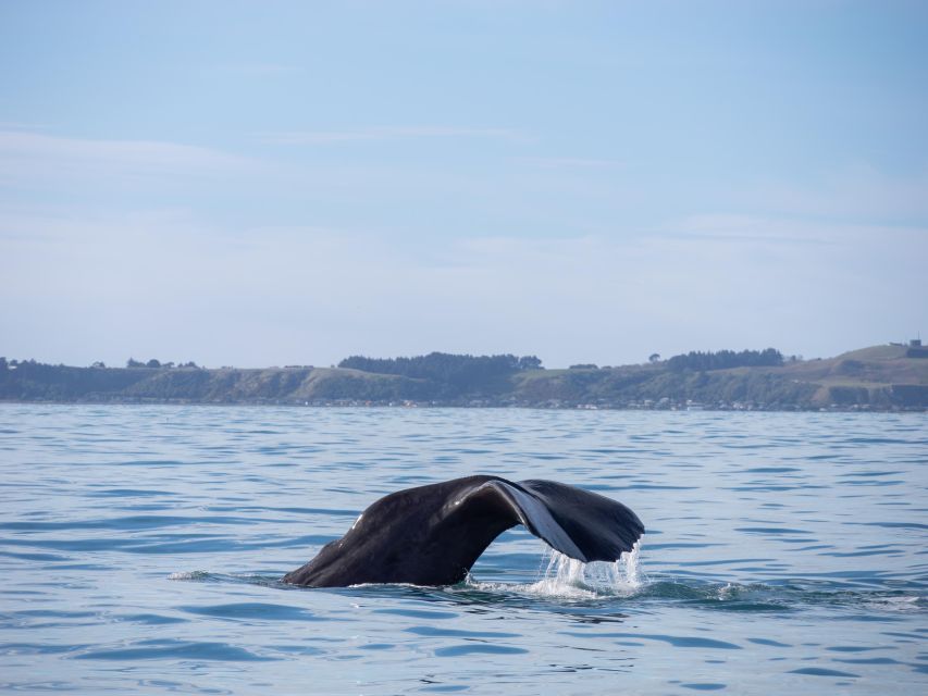 Kaikoura: Whale Watching Cruise - Key Points
