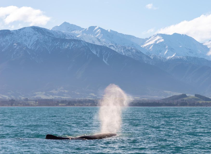 Kaikoura: Whale Watching Cruise - Booking Information