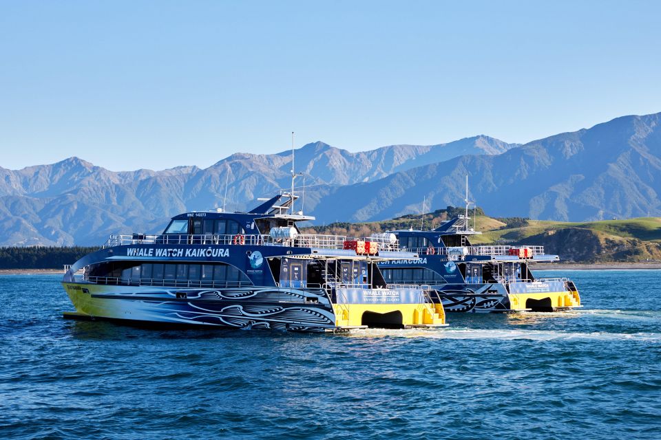 Kaikoura: Whale Watching Cruise - Experience Description