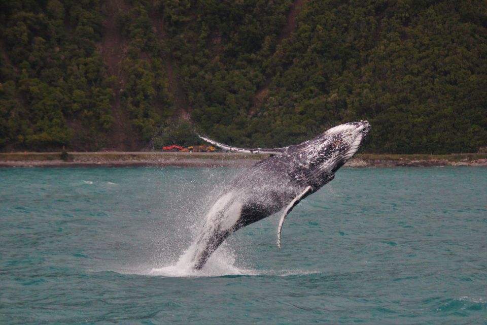 Kaikoura: Whale Watching Cruise - Customer Reviews