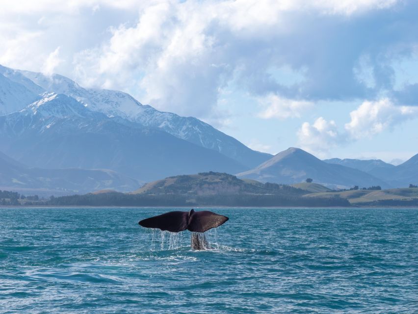 Kaikoura: Whale Watching Cruise - Highlights