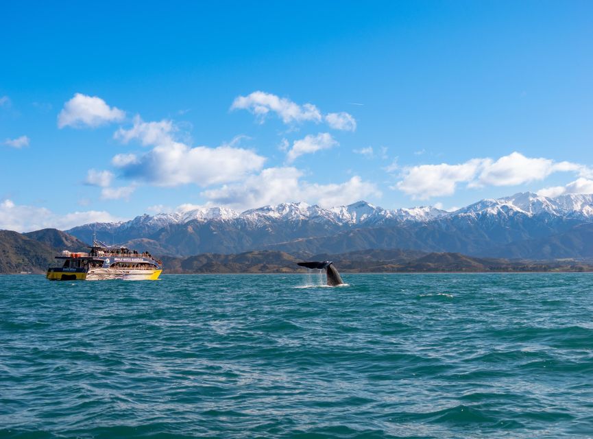 Kaikoura: Whale Watching Cruise - Frequently Asked Questions