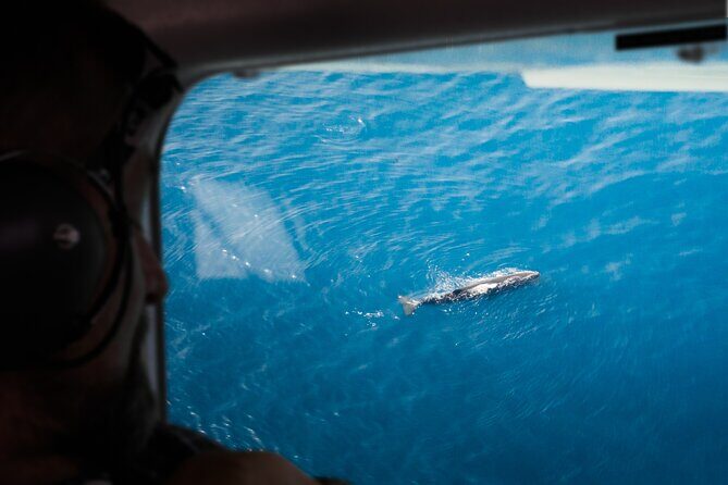 Kaikoura: Whale Watching Flight - Key Points