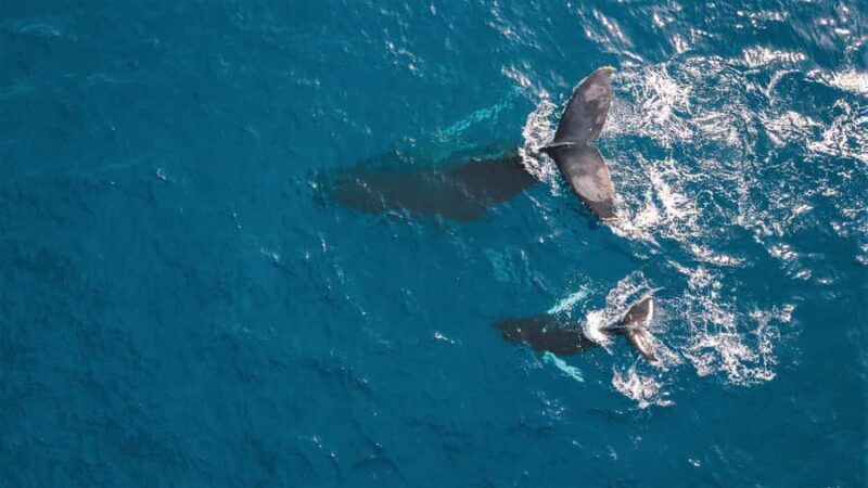 Kaikoura: Whale Watching Flight with Commentary - Key Points