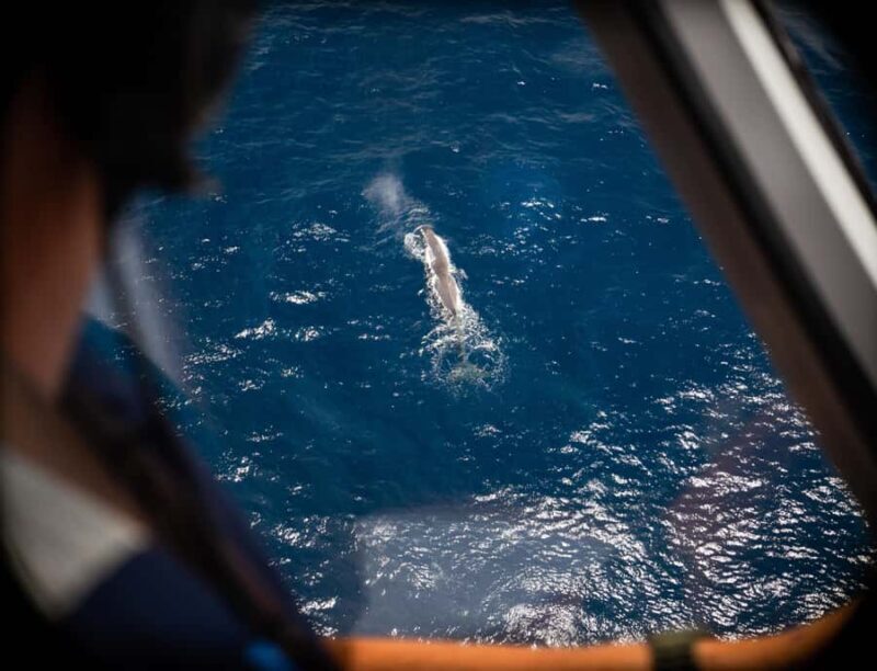 Kaikoura: Whale Watching Flight with Commentary - Why Consider a Whale-Watching Flight?