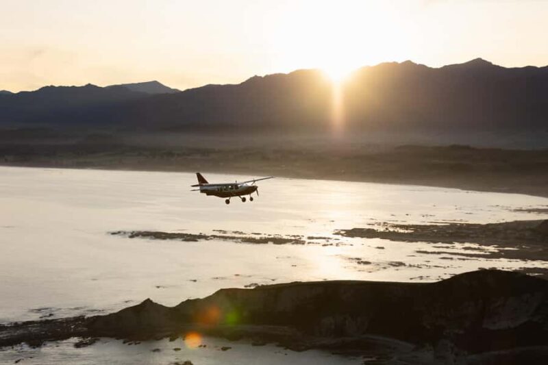 Kaikoura: Whale Watching Flight with Commentary - Marine Wildlife and Sightings