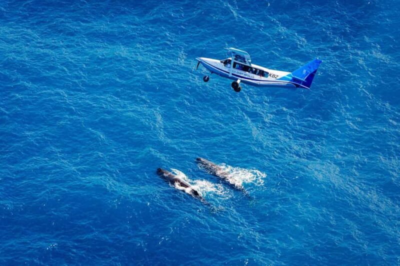 Kaikoura: Whale Watching Flight with Guided Commentary - The Experience: What to Expect on Your Flight