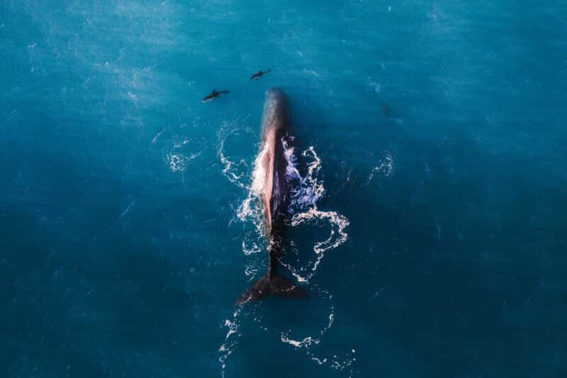 Kaikoura: Whale Watching Flight with Guided Commentary - The Highlights: From Whales to Mountain Views