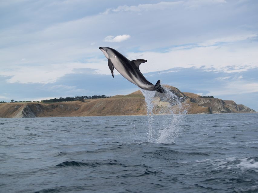 Kaikoura: Wildlife Kayaking Tour at Sunset - Important Information