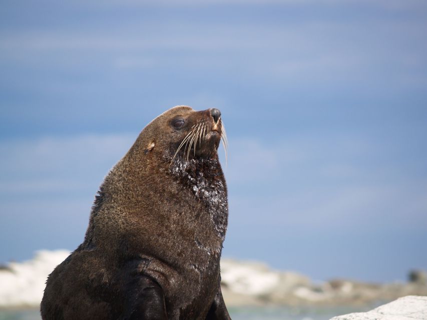 Kaikoura: Wildlife Kayaking Tour at Sunset - Safety Guidelines