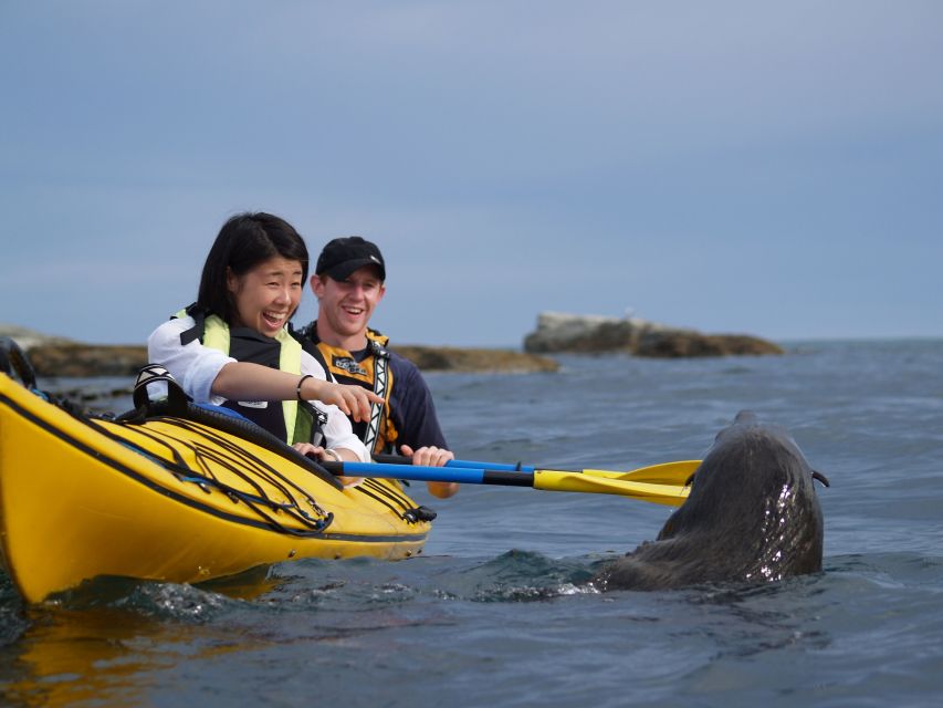Kaikoura: Wildlife Kayaking Tour at Sunset - Wildlife Encounters