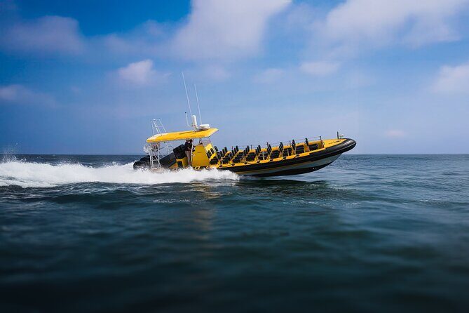 Kailua-Kona Adventure Whale Watch - An Overview of the Experience