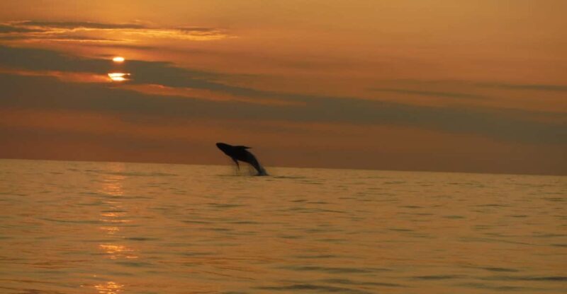 Kailua-Kona: Dolphin Watch & Double-Reef Snorkel Tour - A Balanced Look at the Kailua-Kona Snorkel & Dolphin Tour