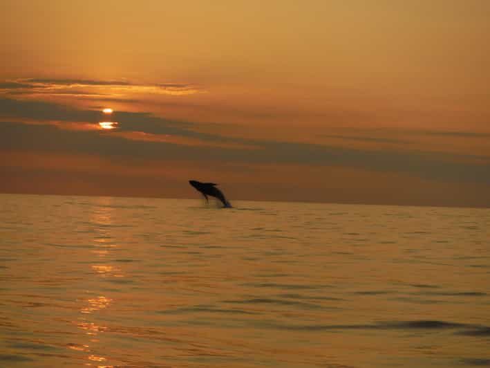 Kailua-Kona: Dolphin Watch & Double-Reef Snorkel Tour - Final Thoughts: Who Should Book This Tour?