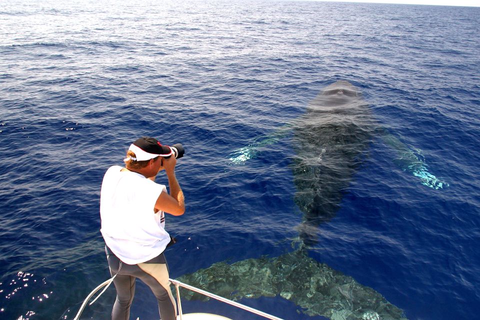 Kailua Kona: Humpback Whale Watching Adventure Cruise - Majestic Whales in Natural Habitat