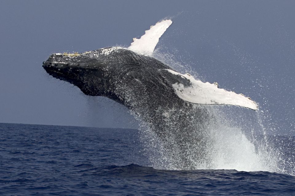 Kailua Kona: Humpback Whale Watching Adventure Cruise - Underwater Hydrophone Whale Vocalizations