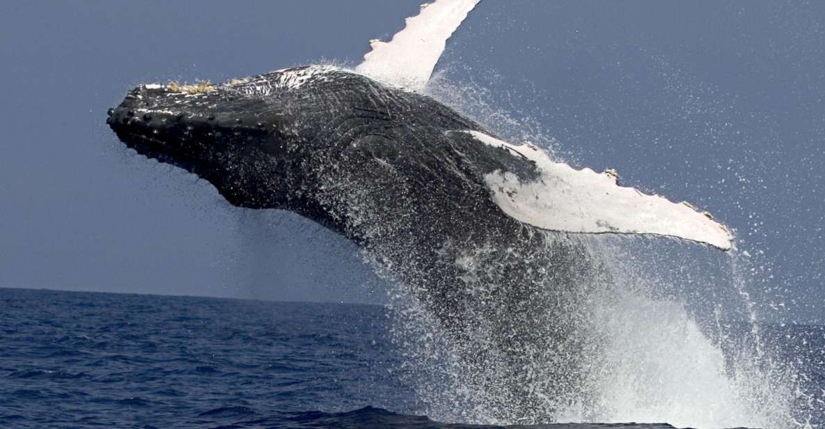 Kailua Kona: Humpback Whale Watching Adventure Cruise - Directions and Parking Details