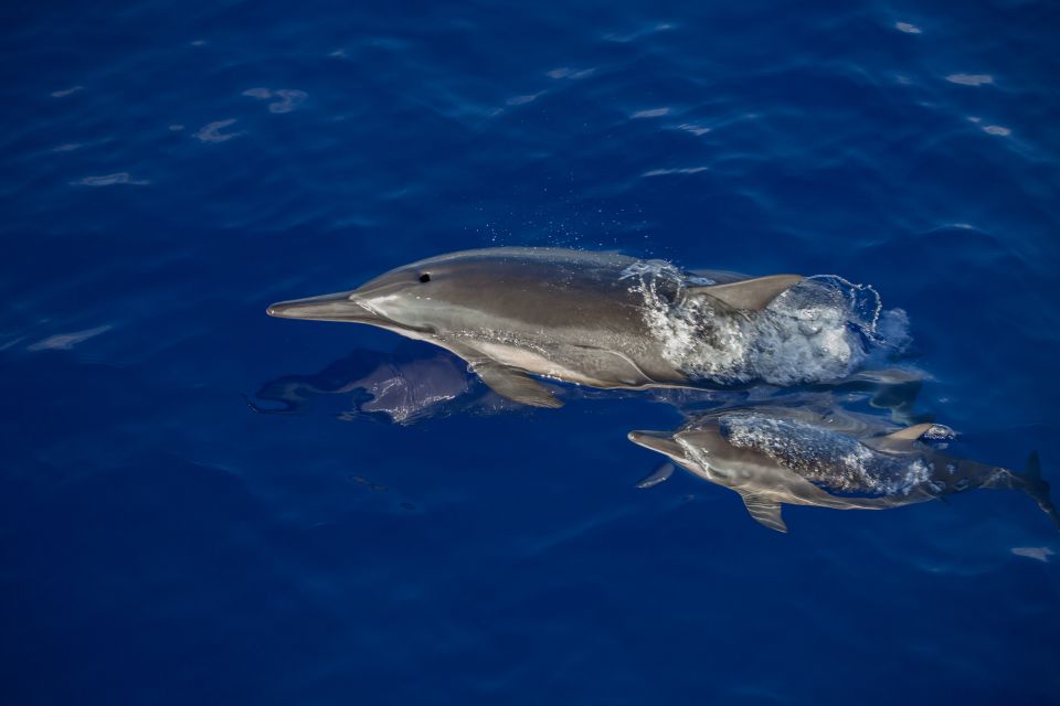 Kailua Kona: Humpback Whale Watching Adventure Cruise - Recap