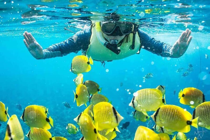 Kailua Kona: Kealakekua Bay Snorkeling Tour with Lunch - Final Thoughts