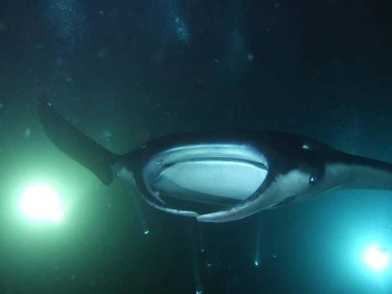 Kailua-Kona: Manta Ray Night Snorkel SMALL GROUP - The Value of the Experience