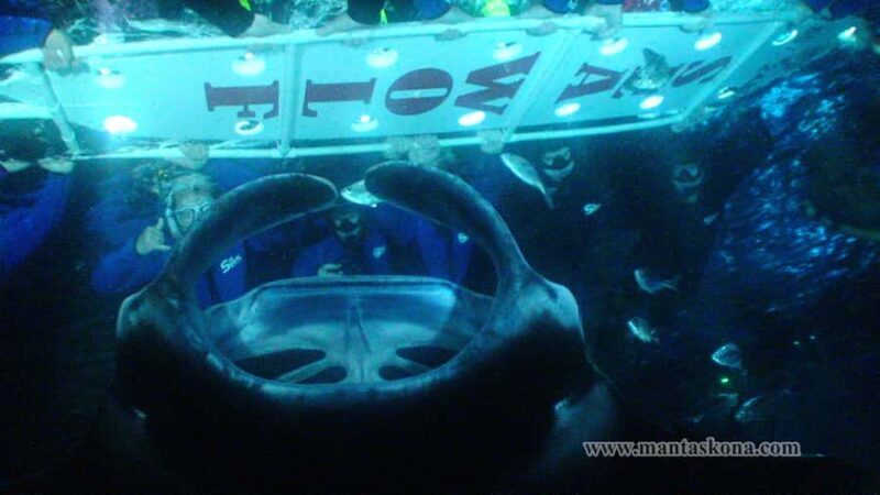 Kailua-Kona: Manta Ray Night Snorkel SMALL GROUP - Final Thoughts: Who Should Consider This Tour?