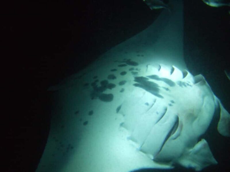 Kailua-Kona: Manta Ray Night Snorkel SMALL GROUP - FAQ